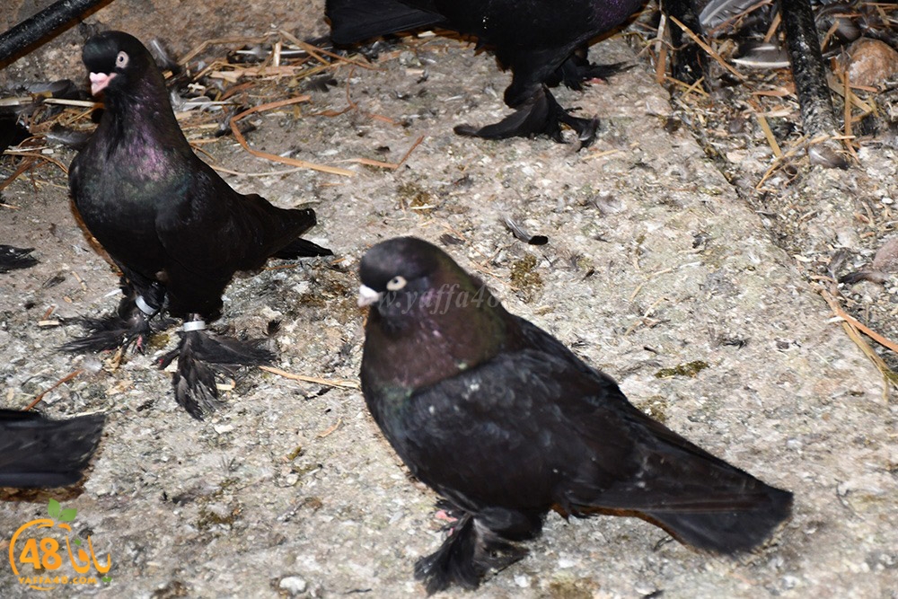 zohdi 3ashoor (86).jpeg